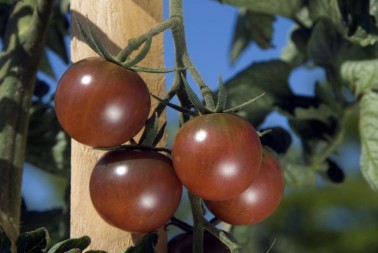 Graines de Tomate Black Cherry à semer | Les Graines Bocquet