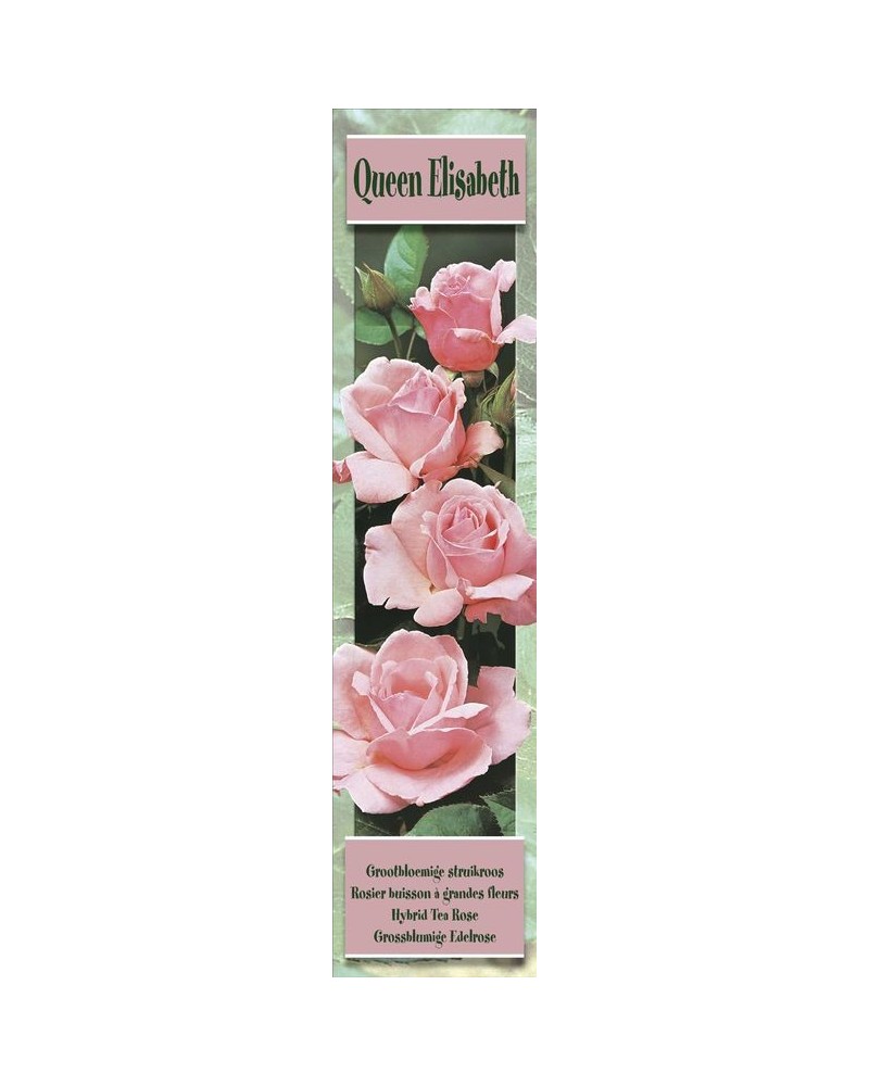 1 Rosier buisson Queen Elisabeth rose | Graines Bocquet