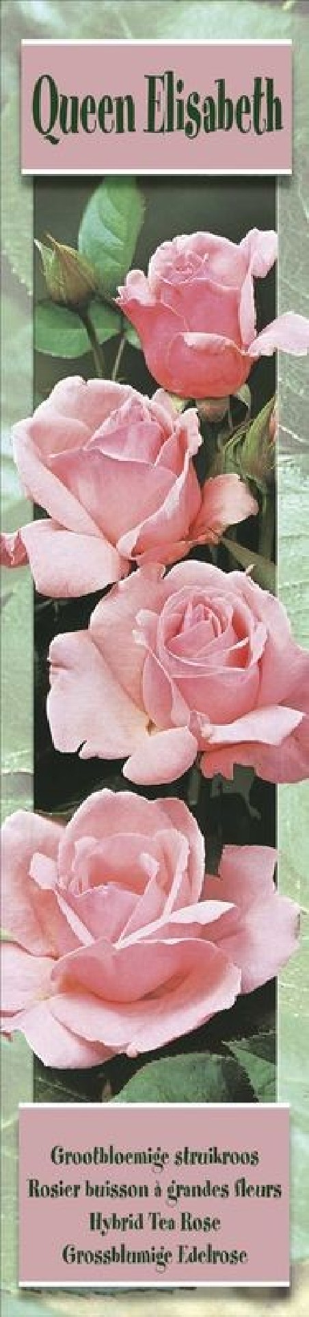 1 Rosier buisson Queen Elisabeth rose