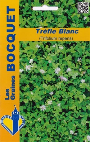 Graines de Trèfle blanc (Trifolium repens) | Les Graines Bocquet