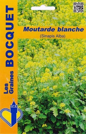 Moutarde blanche, couvert végétal à semer | Les Graines Bocquet