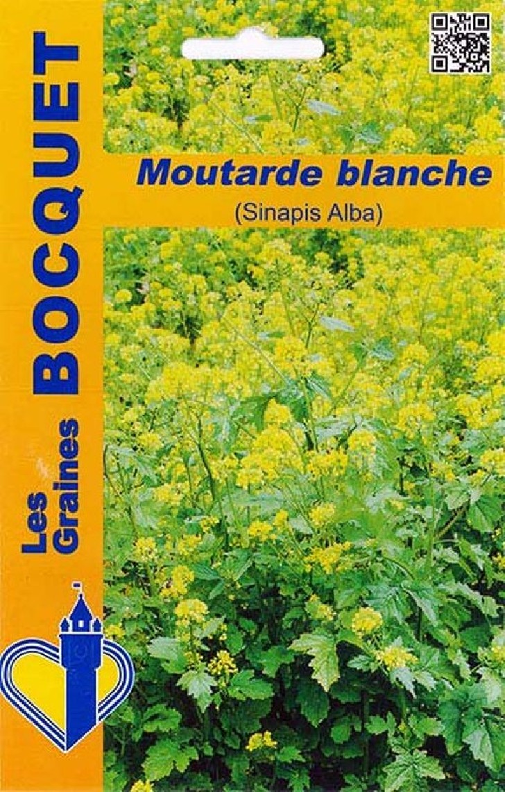 Moutarde blanche (Sinapis Alba)