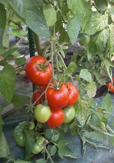 Graines de Tomate Saint Pierre BIO à semer| Les Graines Bocquet