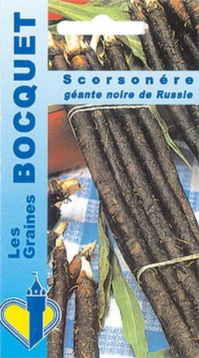 Graines de scorsonère géante noire de Russie | Graines Bocquet