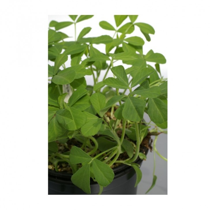 Fenugrec (Trigonella foenum-graecum)