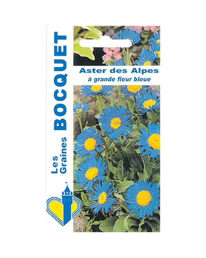 Graines d'Aster des Alpes bleu à grandes fleurs | Graines Bocquet
