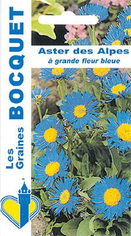 Graines d'Aster des Alpes bleu à grandes fleurs | Graines Bocquet