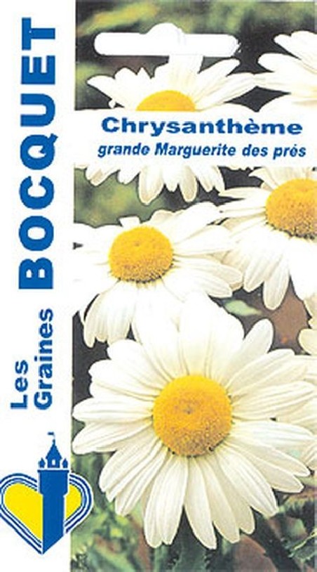 Chrysanthème grande marguerite des Prés à semer | Graines Bocquet