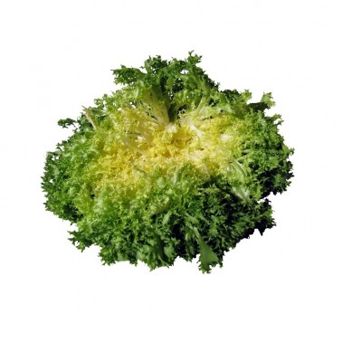 Graines de Chicorée frisée grosse pancalière | Graines Bocquet