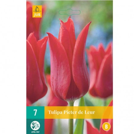 Tulipes Pieter de Leur