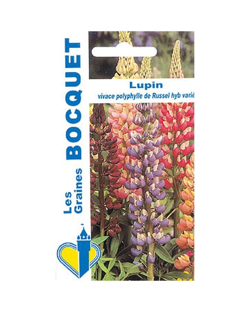 Lupin vivace polyphylle de Russel hybride varié | Graines Bocquet