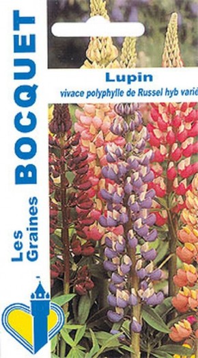 Lupin vivace polyphylle de Russel hybride varié | Graines Bocquet