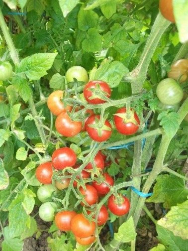Graines de Tomate Cerise BIO à semer | Les Graines Bocquet
