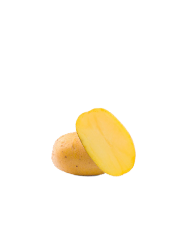 Plants de pomme de terre Gold Marie | Les Graines Bocquet