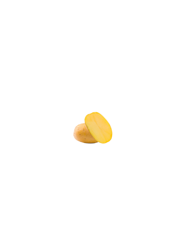 Plants de pomme de terre Gold Marie BIO | Les Graines Bocquet