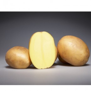 Plants de Pomme de terre Osiris BIO | Les Graines Bocquet