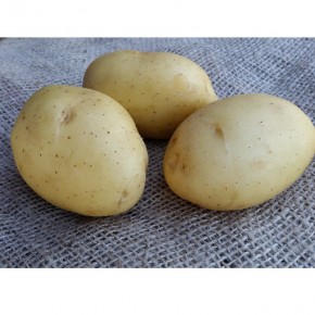 Plants de pomme de terre Vitabella BIO | Les Graines Bocquet