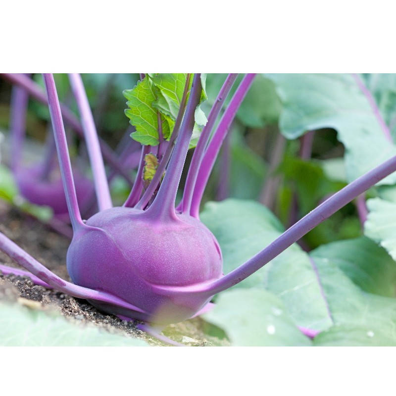 Graines de chou rave Delikatess Blauer ( violet ) à semer au potager | Les Graines Bocquet