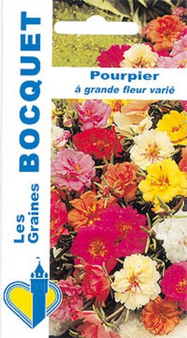 Fleurs de Pourpier, grande fleur varié à semer| Graines Bocquet