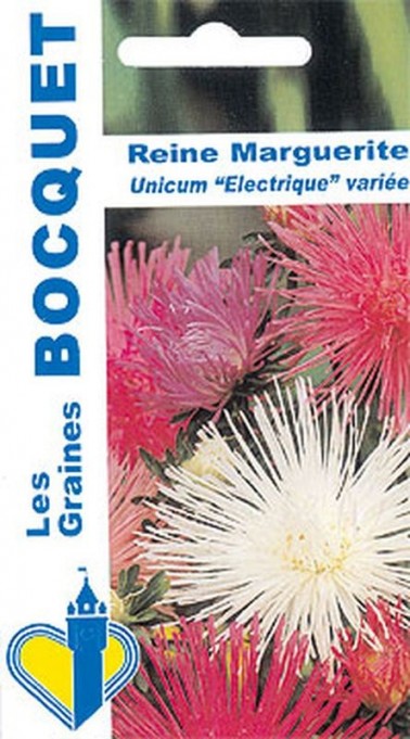 Reine Marguerite Unicum "Electrique" variée | Graines Bocquet