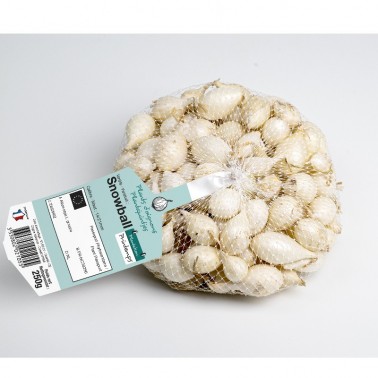 Bulbes d’Oignon Blanc Snowball à planter | Les Graines Bocquet
