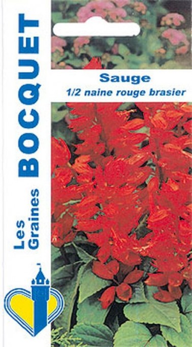 Sauge demi naine rouge | Graines Bocquet