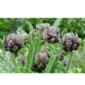 Graines d'artichaut Violet de Provence à semer | Graines Bocquet
