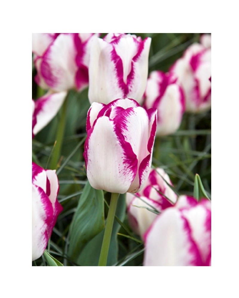 Bulbes de Tulipes Mata Hari à planter au jardin | Les Graines Bocquet