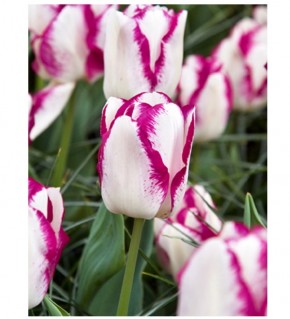 Bulbes de Tulipes Mata Hari à planter au jardin | Les Graines Bocquet
