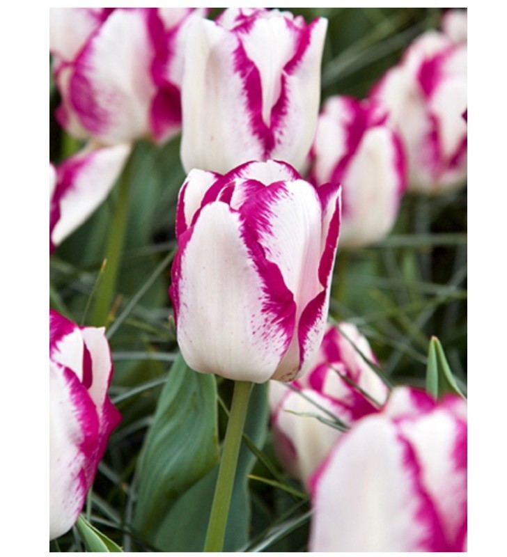 Bulbes de Tulipes Mata Hari à planter au jardin