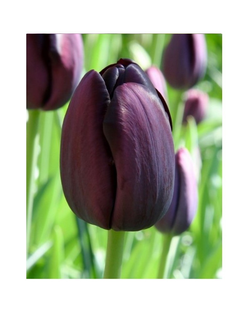 Bulbes de Tulipes Queen of night à planter au jardin | Les Graines Bocquet