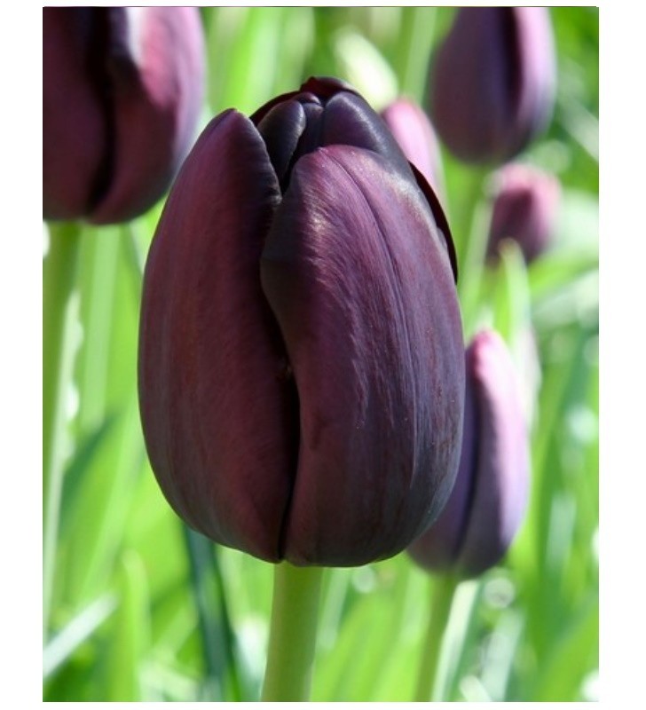 Tulipes Queen of Night - Filet de 7 Bulbes