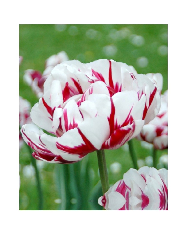 Bulbes de Tulipes Carnaval de nice à planter au jardin | Les Graines Bocquet