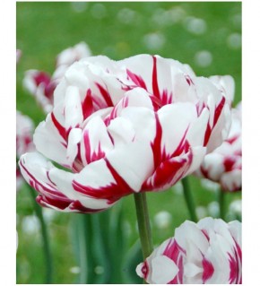 Bulbes de Tulipes Carnaval de nice à planter au jardin | Les Graines Bocquet