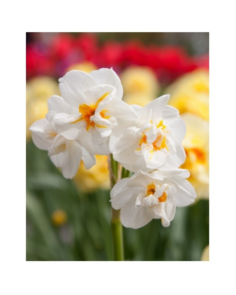 Bulbes de Narcisses Sir Winston Churchill à planter au jardin | Les Graines Bocquet
