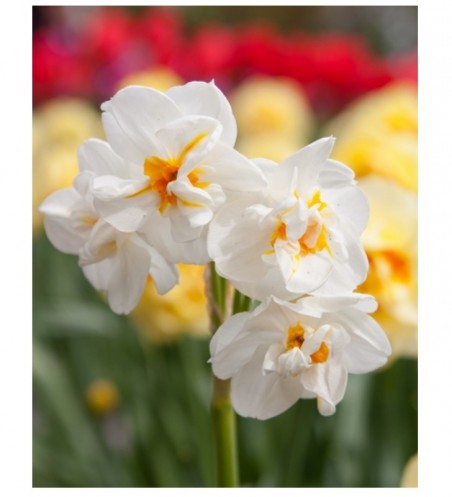 Bulbes de Narcisses Sir Winston Churchill à planter au jardin | Les Graines Bocquet