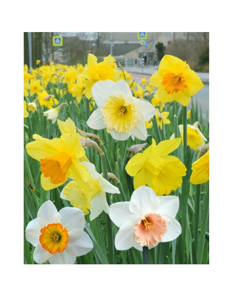 Bulbes de Narcisses Large cupped mix à planter au jardin | Les Graines Bocquet