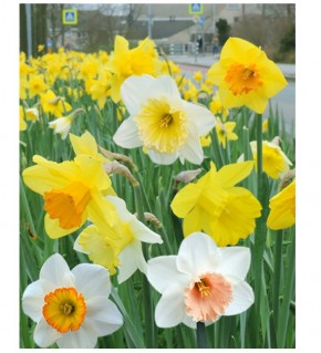 Bulbes de Narcisses Large cupped mix à planter au jardin | Les Graines Bocquet