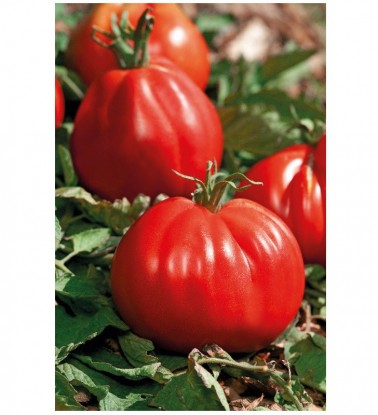 Graines de tomate corazon f1 à semer | Les Graines Bocquet