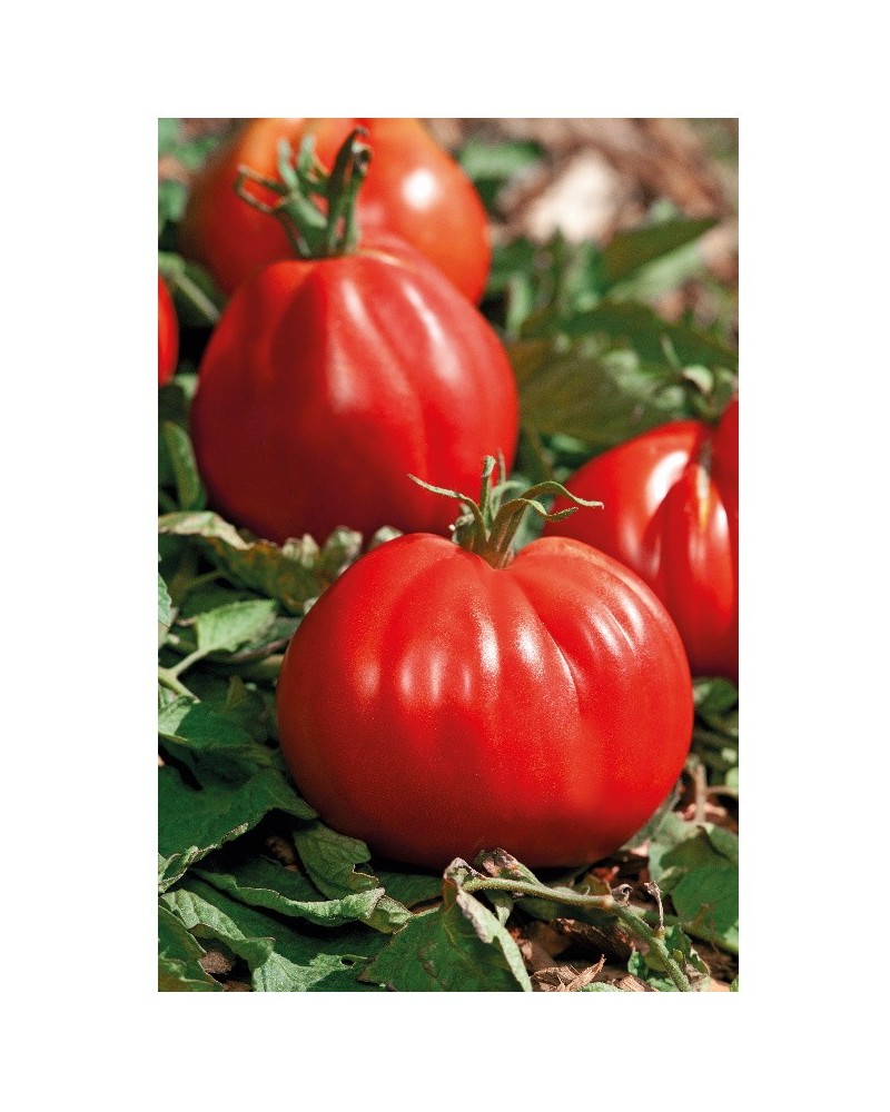 Graines de tomate corazon f1 à semer | Les Graines Bocquet