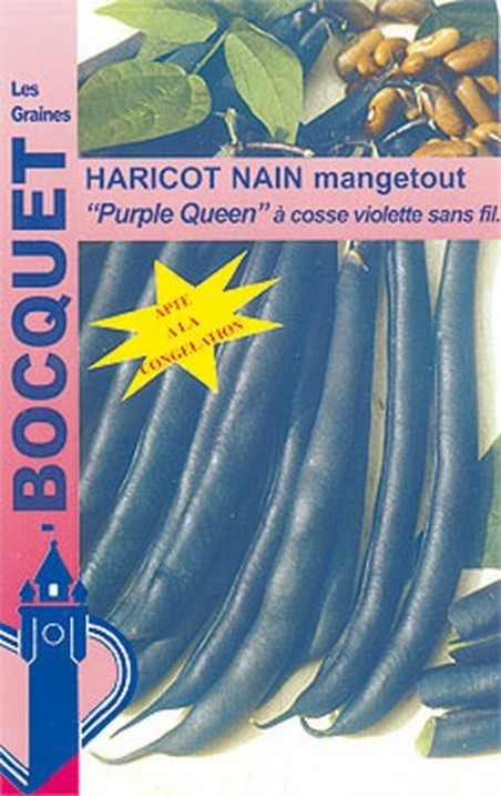 Haricot nain Purple Queen (cosses violettes) | Graines Bocquet