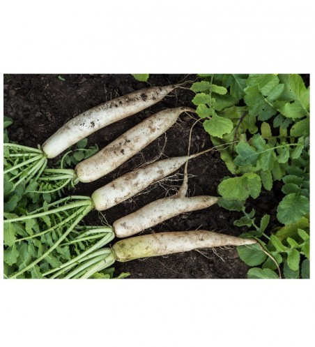 Graines potagères de radis daïkon à semer | Les Graines Bocquet