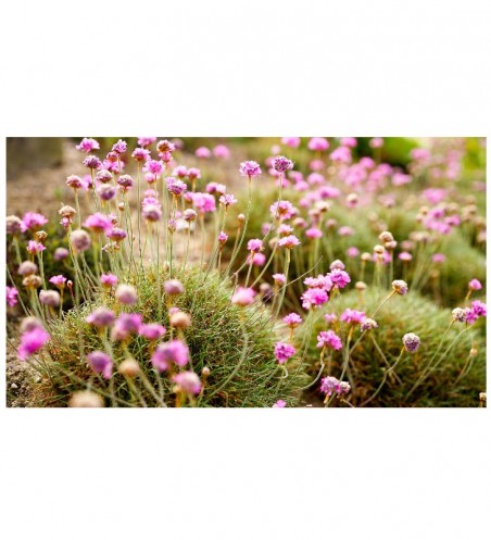 Graines de fleurs arméria maritima | Les Graines Bocquet