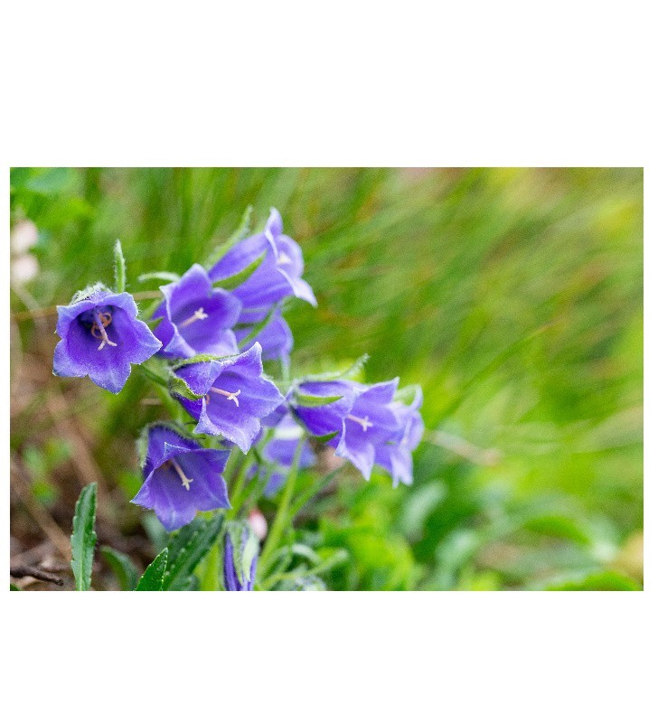 Campanule bleue des carpates Campanule bleue des carpates