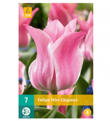 Bulbes de tulipes miss Elégance à planter | Les Graines Bocquet