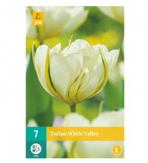 Bulbes de tulipes white valley à planter | Les Graines Bocquet