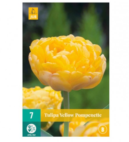 Tulipes Yellow Pompenette