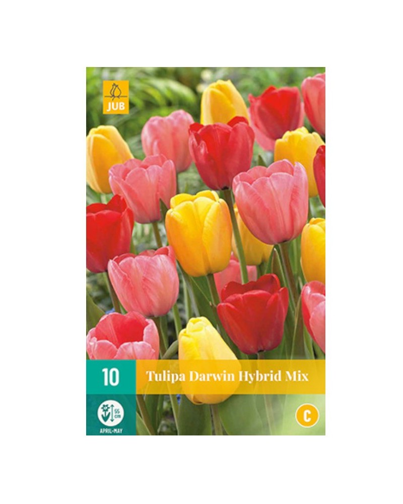 Bulbes de tulipes darwin hybrid mix | Les Graines bocquet