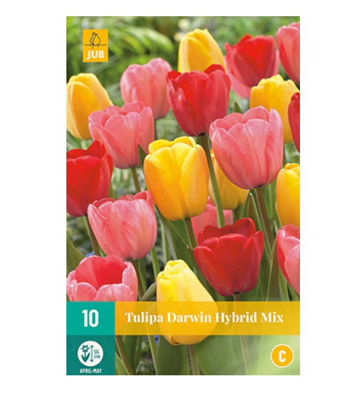 Tulipes Darwin Hybrid Mix