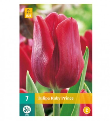 Bulbes de tulipes rubis prince | Les Graines Bocquet